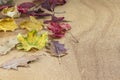 Autumn background. ÃÂ¡olorful foliage. Indian summer. There is a place for text