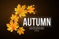 Autumn background of orange flying maple leaves. Fall festive template for your design. Abstract golden lights bokeh. Seasonal Royalty Free Stock Photo