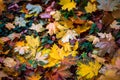Autumn background with orange maple leaves on green grass - selective focus close shot Royalty Free Stock Photo