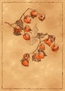 Autumn background with orange physalis