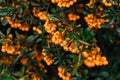 Autumn background with orange ripe sea buckthorn,Hippophae rhamnoides,seasonal garden plants for health. Sea buckthorn organic