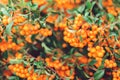 Autumn background with orange ripe sea buckthorn,Hippophae rhamnoides,seasonal garden plants for health. Sea buckthorn organic