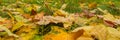 Autumn background of orange yellow foliage. Seasonal texture of maple leaves. Selective soft focus Royalty Free Stock Photo