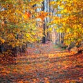 Beautiful park panoramas in autumn season Royalty Free Stock Photo