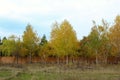 Autumn Background. Park, Outdoors, Nature Concept. Royalty Free Stock Photo