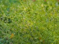 Autumn background.Parsley herb inflorescences in the garden growing to collect seeds Royalty Free Stock Photo