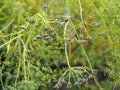 Autumn background.Parsley herb inflorescences in the garden growing to collect seeds Royalty Free Stock Photo