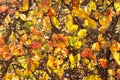 Autumn background. Pattern of twigs and bright sunlit red and yellow and green leaves.