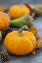 Autumn background with pumpkins on textured dark board. Halloween, Thanksgiving orange little pumpkins Royalty Free Stock Photo