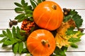 Autumn background. Pumpkins, rowan, cones, leaves on a wooden background. harvest concept, thanksgiving day.