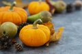 Autumn background with pumpkins on textured dark board. Halloween, Thanksgiving orange little pumpkins Royalty Free Stock Photo