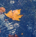 Autumn background. Rainy road with maple leaf. Royalty Free Stock Photo