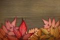 Autumn background. Red autumnal leaves on the dark brown wood background. Composition of leaves