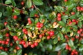 Autumn background with red gaultheria