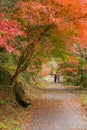 Autumn background Red leave with sakura in Obara Nagoya Japan