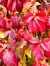 Autumn background with red leaves. Royalty Free Stock Photo