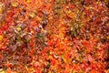 Autumn background of red leaves of grapes Royalty Free Stock Photo