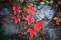 Autumn background red leaves on rock outdoor Royalty Free Stock Photo