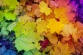 Autumn background - red leaves yellow leaves, green leaves Royalty Free Stock Photo