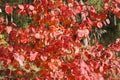 Autumn background - red leaves of a young apple tree. Royalty Free Stock Photo