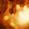 Autumn Background with Red Linden Leaves and Abstract Bokeh Royalty Free Stock Photo