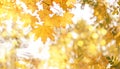 Autumn natural bokeh background with yellow leaves and golden sun lights, fall nature landscape Royalty Free Stock Photo