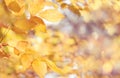 Autumn natural bokeh background with yellow leaves and golden sun lights, fall nature landscape Royalty Free Stock Photo