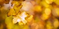 Autumn natural bokeh background with yellow leaves and golden sun lights, fall nature landscape Royalty Free Stock Photo