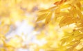 Autumn natural bokeh background with yellow leaves and golden sun lights, fall nature landscape