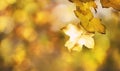 Autumn background with red, orange, yellow leaves and golden sun lights, natural bokeh. Fall nature landscape with copy space, Royalty Free Stock Photo