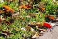 Autumn background. Red and yellow cherry-tree leaves on the grass close-up. Low point of shooting. Royalty Free Stock Photo