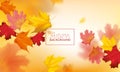 Autumn Background with Red and Yellow Maple Leaves. Nature Fall Seasonal Design Template for Web Banner, Leaflet, Sale Royalty Free Stock Photo