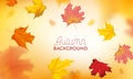 Autumn Background with Red and Yellow Maple Leaves. Nature Fall Seasonal Design Template for Web Banner, Leaflet, Sale