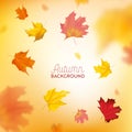 Autumn Background with Red and Yellow Maple Leaves. Nature Fall Seasonal Design Template for Web Banner, Leaflet, Sale Royalty Free Stock Photo