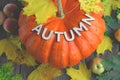 Autumn background. Ripe autumn pumpkin with leaves and apples on wooden table.Girl is holding large orange pumpkin. Autumn Royalty Free Stock Photo