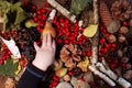 Autumn background with rose hip, cones, birch, nuts and kids hand.