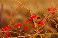 Autumn Background With Rosehips