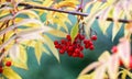 Autumn background, Rowan branch in autumn, Rowan berries, yellow leaves, blurred, yellow, green, orange, close-up, autumn Royalty Free Stock Photo