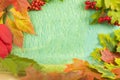 Autumn background of seasonal maple leaves of green and yellow colors, wild grapes in red tones and branches of red kalina Royalty Free Stock Photo