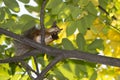 Autumn background squirrel gnaws a nut in a tree