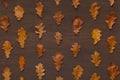 Autumn background with straight line of dry oak leaves Royalty Free Stock Photo