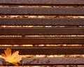 Autumn background of wet wood bench with drops and maple leaf Royalty Free Stock Photo