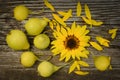 Autumn background with sunflower and pears. Harvest holidey concept Royalty Free Stock Photo