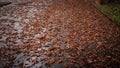 Autumn leaves on the asphalt,golden leaves in the autumn season.