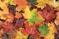 Autumn background - top down view of a bunch of dried yellow, green, orange, purple and red maple leaves. Royalty Free Stock Photo