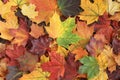 Autumn background - top down view of a bunch of dried yellow, green, orange, purple and red maple leaves. Royalty Free Stock Photo