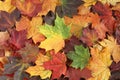 Autumn background - top down view of a bunch of dried yellow, green, orange, purple and red maple leaves. Royalty Free Stock Photo