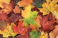 Autumn background - top down view of a bunch of dried yellow, green, orange, purple and red maple leaves. Royalty Free Stock Photo