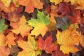 Autumn background - top down view of a bunch of dried yellow, green, orange, purple and red maple leaves. Royalty Free Stock Photo