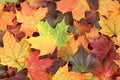 Top down view of a heap of dried yellow, green, orange, purple and red maple leaves. Royalty Free Stock Photo